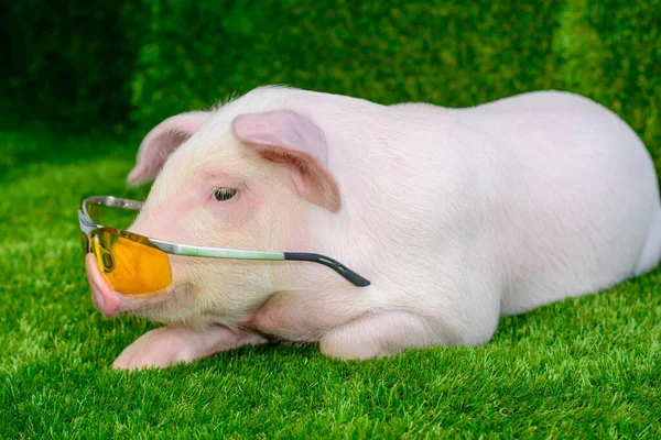 Ein Schwein Mit Brille Liegt Auf Dem Gras — Stockfoto