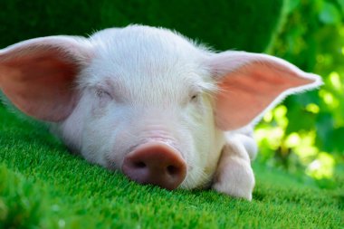 Yaban domuzu yeşil çimlerin üzerinde yatıyor.