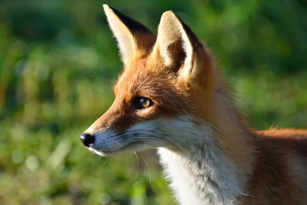 Portrait d'un renard roux sur fond vert . — Photo