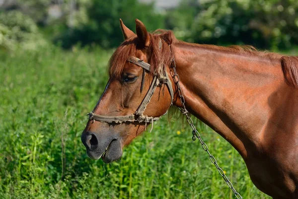 Cavalo — Fotografia de Stock