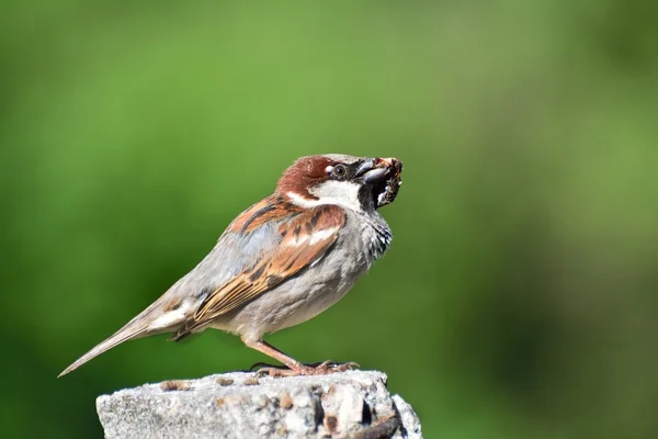 Eurasian Tree Sparrow sitting on a stick — Stock Photo, Image