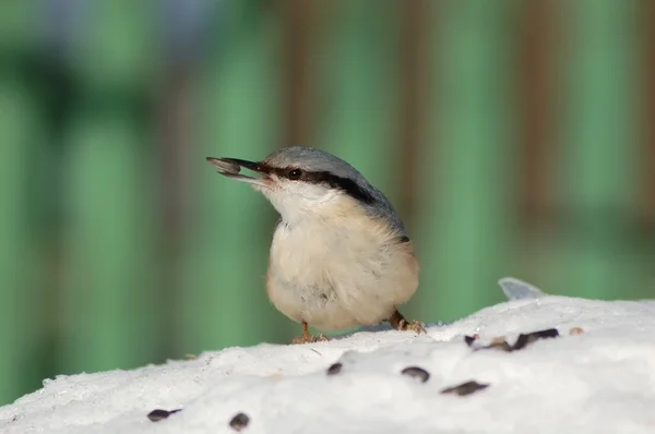 Nuthatch in the winter — Stock Photo, Image