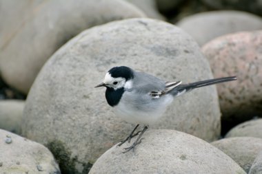 Motacilla alba