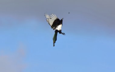 Kırk ve uçuş böcek