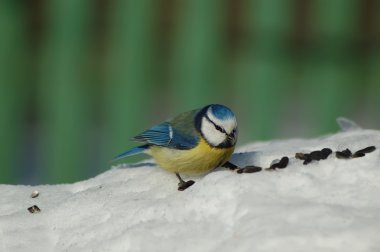 Parus caeruleus kışın