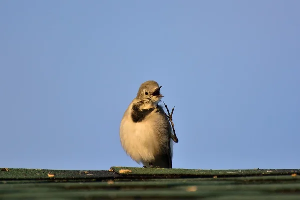 Motacilla alba no telhado — Fotografia de Stock