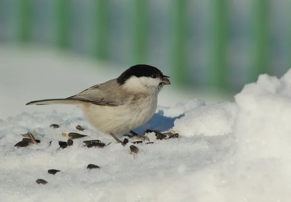 Tit with seeds in winter — Stock Photo, Image