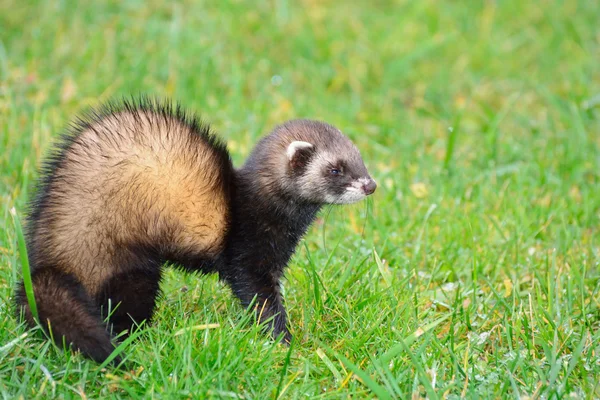 Ferret on green grass — Stock Photo, Image