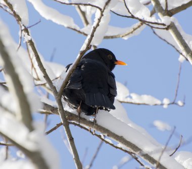 Kışın Turdus merula