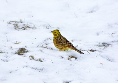 Emberiza citrinella kışın