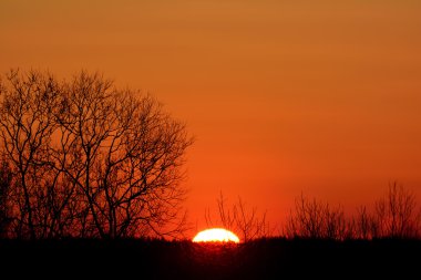 ormandaki turuncu günbatımı