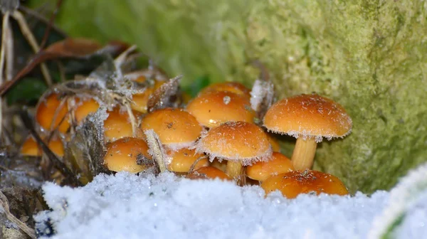 Wilder Enokitake oder Goldnadelpilz (flammulina velutipes)) — Stockfoto