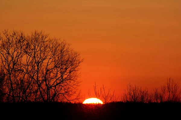 Puesta de sol naranja en el bosque — Foto de Stock