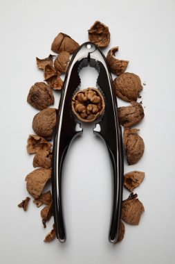 Fındıkkıran ceviz fındık kabuğu üzerinde