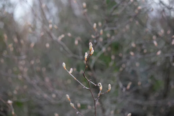 春に小さな芽を育てる枝 — ストック写真