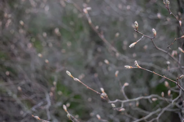 春に芽を伸ばす枝 — ストック写真