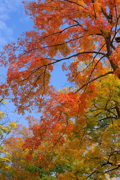 stock image Color changing Autumn leaves at a park in Michigan