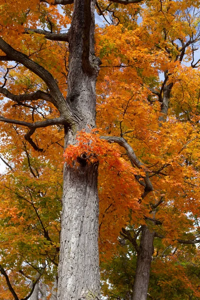 Color Changing Autumn Leaves Park Michigan — Stock Photo, Image