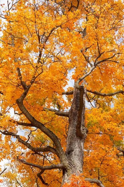 Złote Liście Żółtej Jesieni — Zdjęcie stockowe