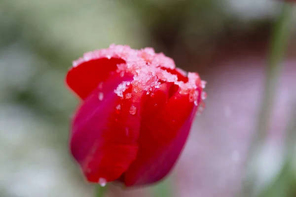 Ponta Uma Tulipa Neve Tempo Primavera — Fotografia de Stock