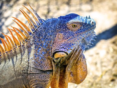 Grand Cayman Island Karayipler Iguana.