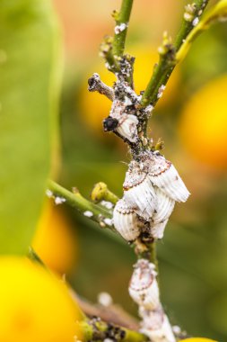 Pest mealybug closeup narenciye ağacı üzerinde