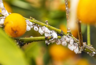 Pest mealybug closeup narenciye ağacı üzerinde