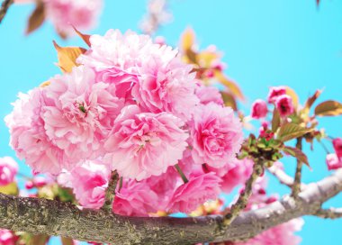 Bir bahar bahçe çiçeği pembe sakura (Japon cherry). 