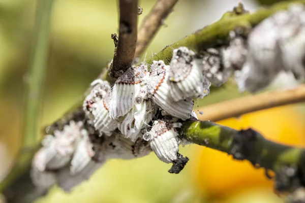 Pest mealybug closeup narenciye ağacı üzerinde.