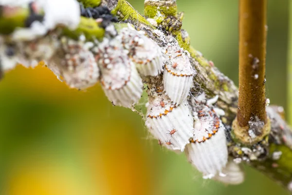 Pest mealybug closeup narenciye ağacı üzerinde
