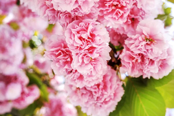 Sakura rosa (ciliegio giapponese) in fiore in un giardino primaverile — Foto Stock