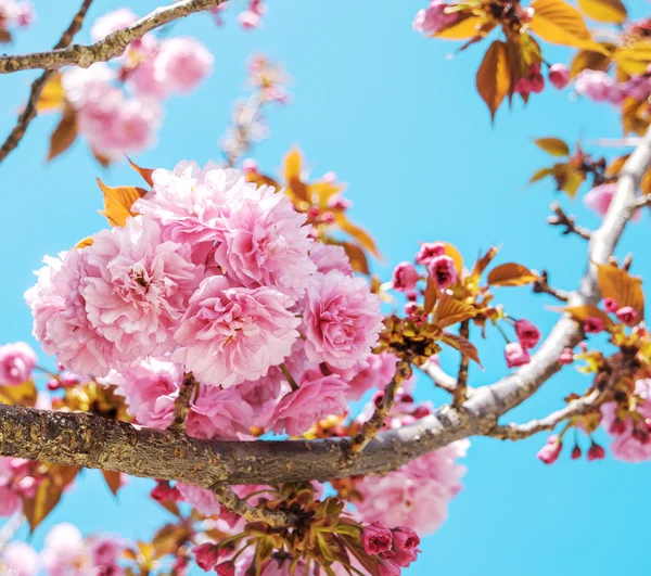 Розовая сакура (японская вишня) в цвету в весеннем саду — стоковое фото