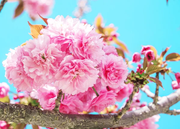 Sakura rosa (cereja japonesa) em flor em um jardim de primavera . — Fotografia de Stock