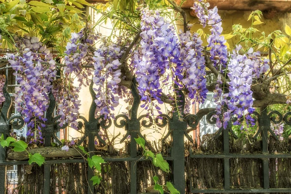 Wisteria agarra-se a uma cerca de grade de ferro — Fotografia de Stock