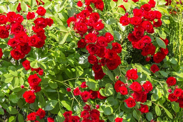 Natural red rosebush background. — Stock Photo, Image