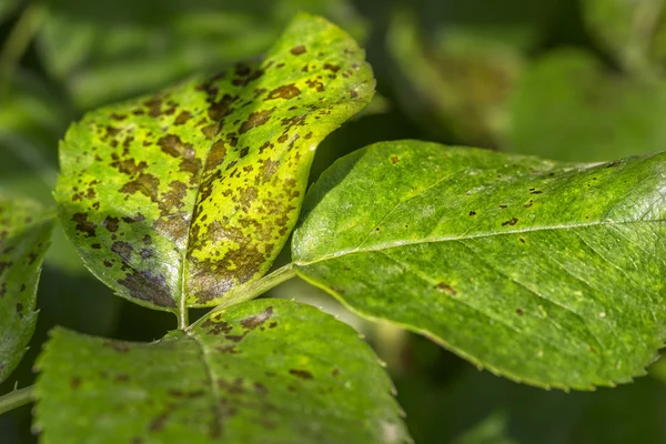 Pests, plants diseases. Leaf spots close-up.  Majority of leaf s — Stock Photo, Image