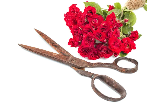 Buquê de rosas vermelhas e tesouras enferrujadas velhas isoladas em b branco — Fotografia de Stock