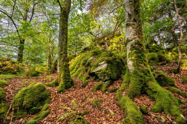 Ormanda yosun kaplı kökler. Ağaçların birbirine sarılmış güzel kökleri ormandaki yosun ve yeşilliklerle kaplıdır..