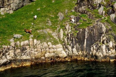 Norveç, Lysefjord. Fiyatı keçili Rocky Coast fiyortu. Güneşli bir gün.