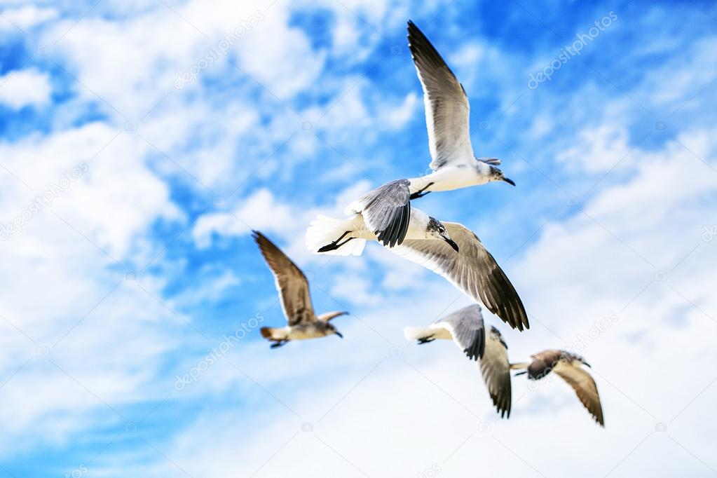 White sea gulls flying in the blue sunny sky.