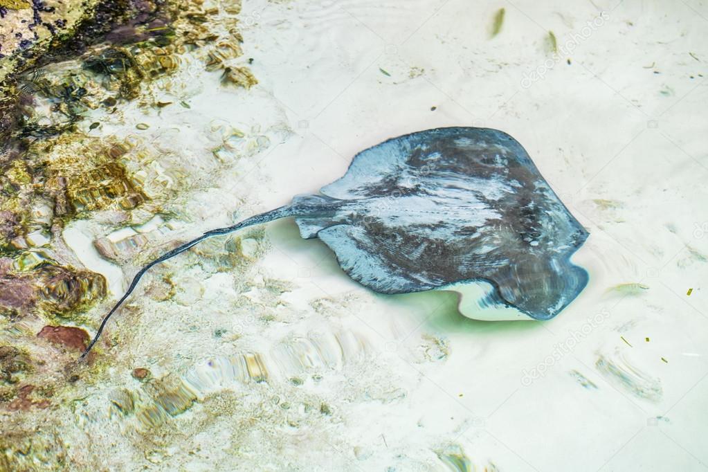 Stingray in the shallow water โ Stock Photo ยฉ Svetlana195 #90270856 Biology Diagrams