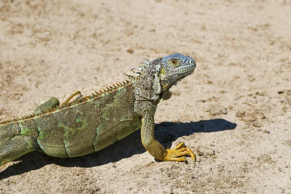 Iguana sur l'île Grand Cayman dans les Caraïbes . — Photo