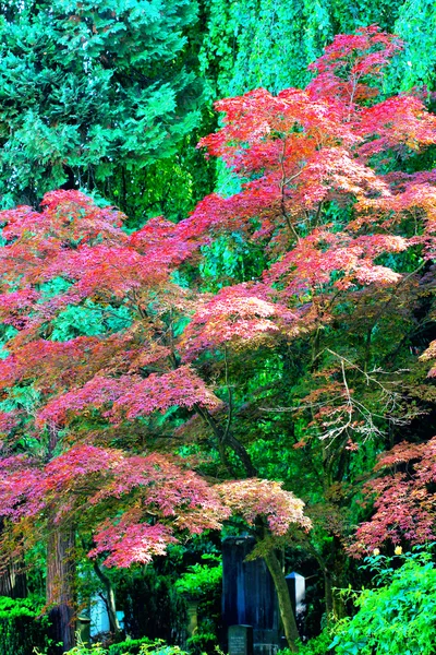 Bel arbre rouge dans le cimetière de Zurich — Photo