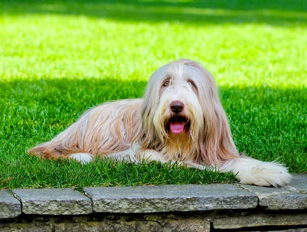 Holländischer Schäferhund liegt auf frischem grünen Gras im öffentlichen Park — Stockfoto