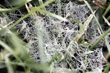 Makro - su damlası sabah örümcek ağı tarih.