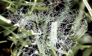 Makro - su damlası sabah örümcek ağı tarih.