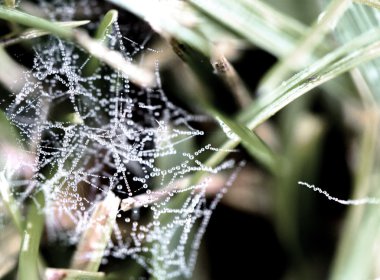 Makro - su damlası sabah örümcek ağı tarih.