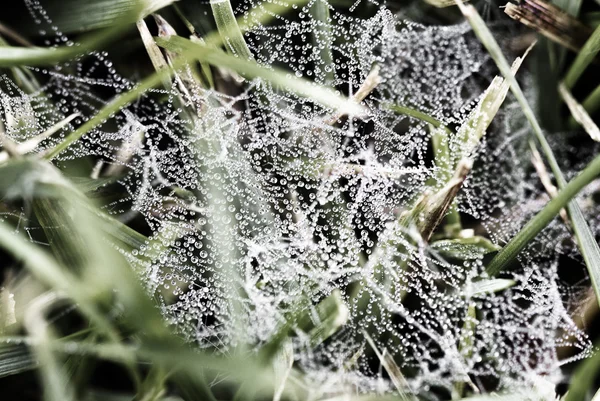 Makro - su damlası sabah örümcek ağı tarih. — Stok fotoğraf