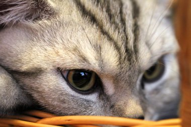 Backet kedi closeup portresi