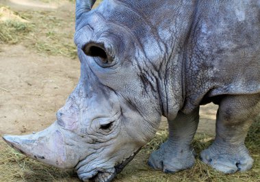  Gergedan baş shot profili.